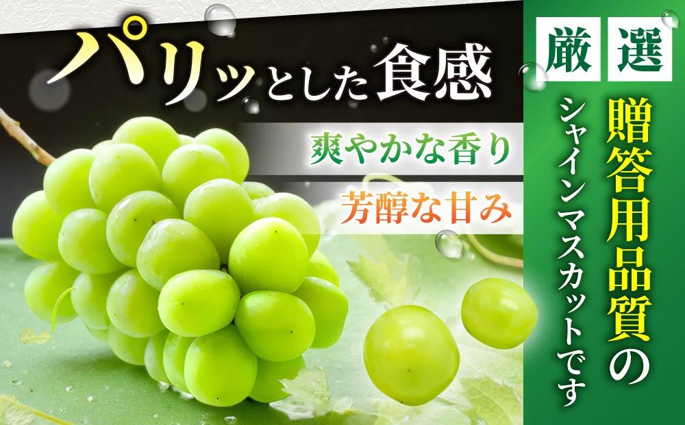 【先行予約 2026年発送】シャインマスカット2房 1.1kg以上【秋お届け】｜JA信州うえだ農業協同組合 長野 先行予約 産地直送 ぶどう 贈答用 ギフト 2房 フルーツ 果物 おすすめ 厳選 種無し 皮ごと 大粒