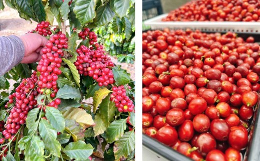 国産コーヒー収穫体験2名様分 10,000円分 ｜コーヒーチェリー 収穫 試飲 体験 