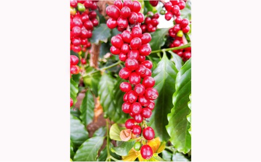 国産コーヒー収穫体験2名様分 10,000円分 ｜コーヒーチェリー 収穫 試飲 体験 