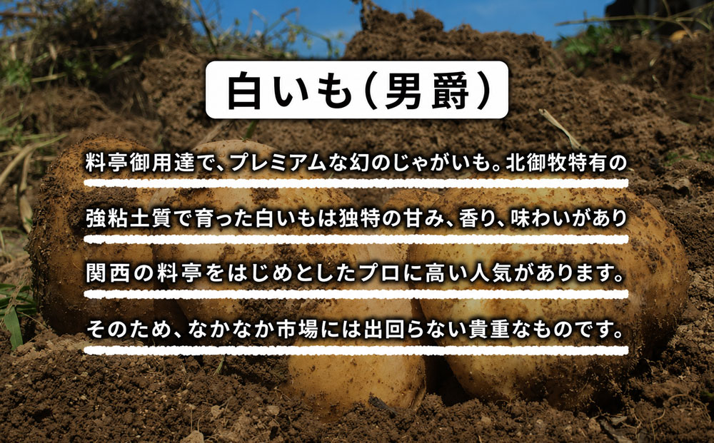 料亭御用達！東御市産白いも 5kg｜じゃがいも【数量限定】｜御牧八重原農園 ※2026年8月下旬～10月下旬に順次発送予定※着日指定不可