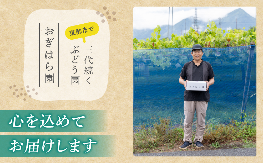 【2026年先行受付】農家直送！贈答用ぶどう詰め合わせセット ２kg（4～7房）｜おぎはら園（シャインマスカット、種なし巨峰、ナガノパープル 、クイーンニーナ、クイーンルージュ(R)など）　※2026年9月中旬～10月上旬順次発送