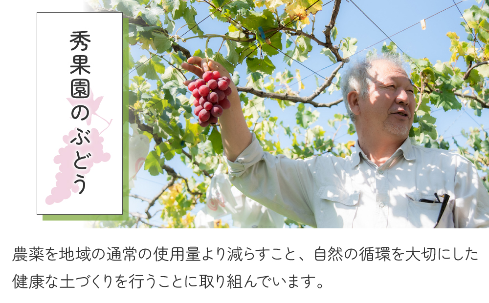 【先行受付2026年発送】自分のご褒美セット2kg（ご家庭用ぶどう3～5種、計２kg）｜秀果園　※2026年10月中旬～12月中旬順次発送