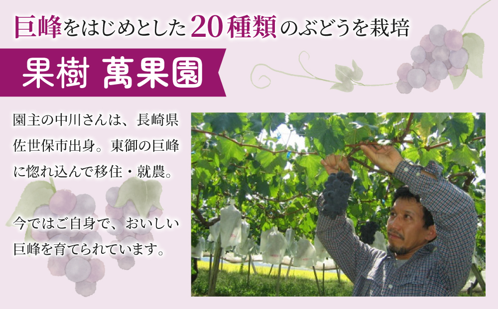 【萬果園】巨峰ジュース500ml 3本セット