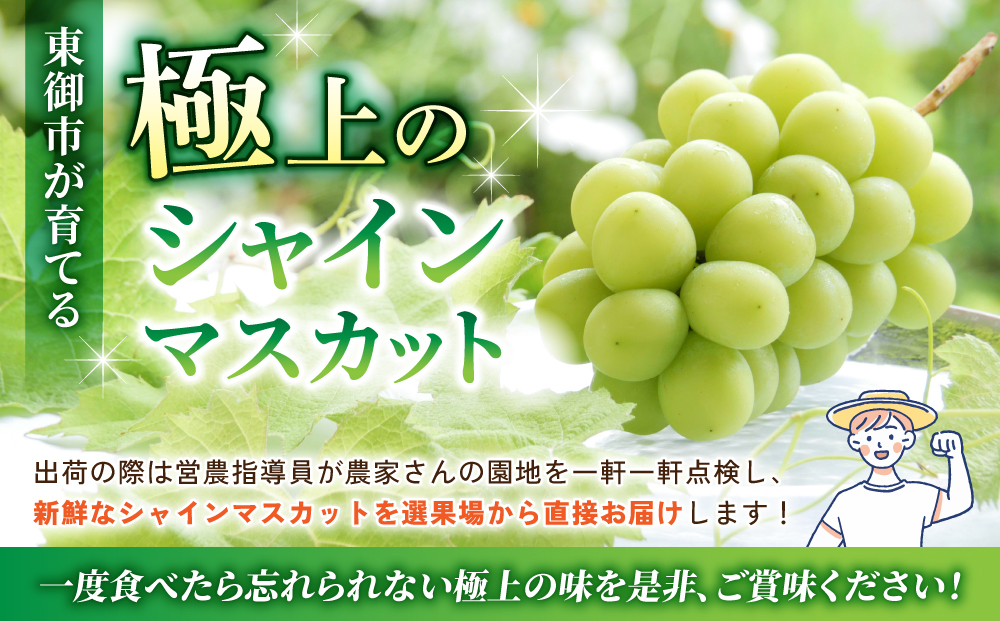 ãå
è¡åä»2026幎çºéãæ±åŸ¡åžç£ã·ã£ã€ã³ãã¹ã«ãã2æ¿ãç§ãå±ãã é·éç é·é äººæ° ã¶ã©ã èŽççš ã®ãã 2æ¿ ãã«ãŒã æç© ãããã å³éž çš®ç¡ã ç®ã㚠倧ç²