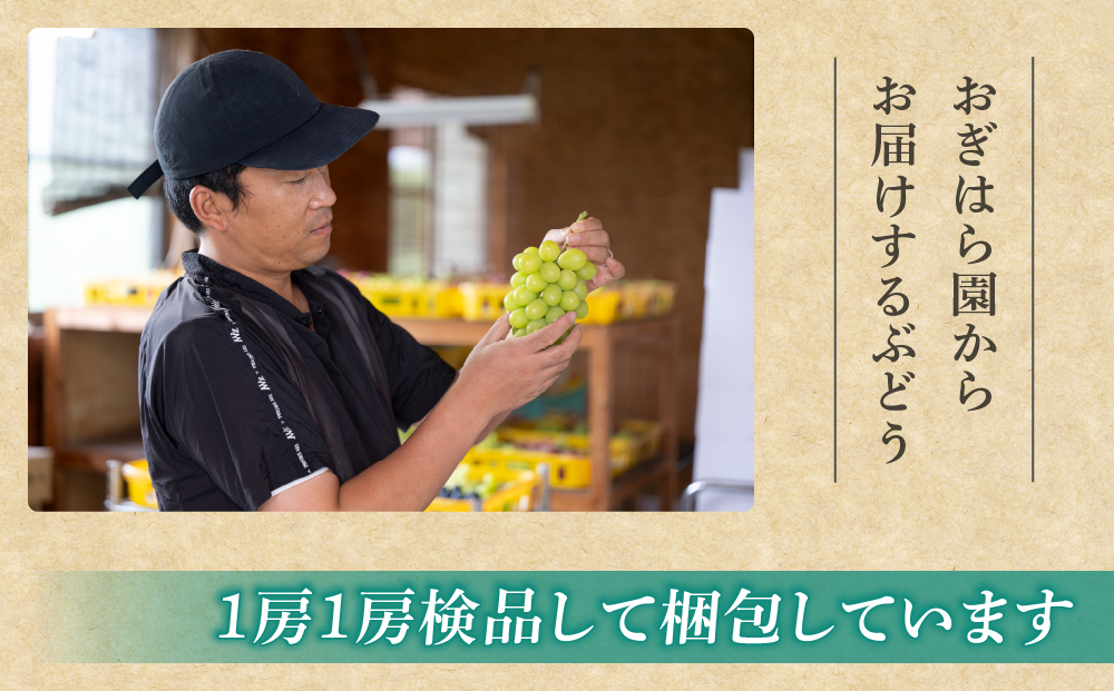 【2026年先行受付】農家直送！贈答用ぶどう詰め合わせセット ２kg（4～7房）｜おぎはら園（シャインマスカット、種なし巨峰、ナガノパープル 、クイーンニーナ、クイーンルージュ(R)など）　※2026年9月中旬～10月上旬順次発送