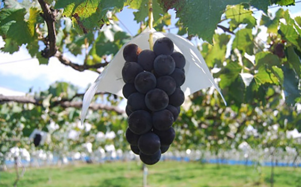 【萬果園】巨峰ジュース500ml 3本セット