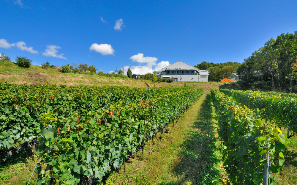 繝エ繧」繝ゥ繝繧ケ繝医繧ャ繝シ繝繝ウ繝輔ぃ繝シ繝繧「繝ウ繝峨Ρ繧、繝翫Μ繝シ縲繝ゥ繝ウ繝√さ繝シ繧ケ鬟滉コ句虻
