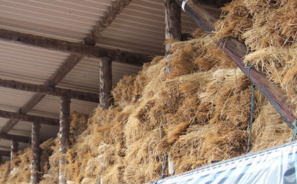 ãä¿¡å·å³¯æç100%ãçãã³ããŒã°5åã»ããïœ ç¬¬57åèŸ²ææ°Žç£ç¥ å
é£ç·ç倧è£è³ïŒçç£éšéïŒåè³ ç§èã¿ããã