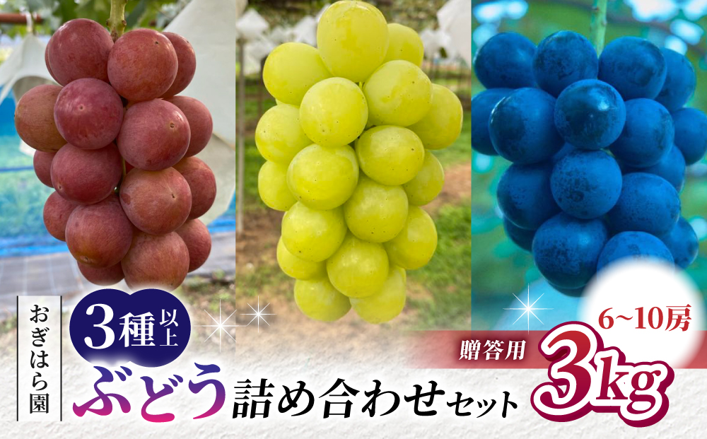 【2026年先行受付】農家直送！贈答用ぶどう詰め合わせセット ３kg（6～10房）｜おぎはら園（シャインマスカット、種なし巨峰、ナガノパープル 、クイーンニーナ、クイーンルージュ(R)など）　※2026年9月中旬～10月上旬順次発送