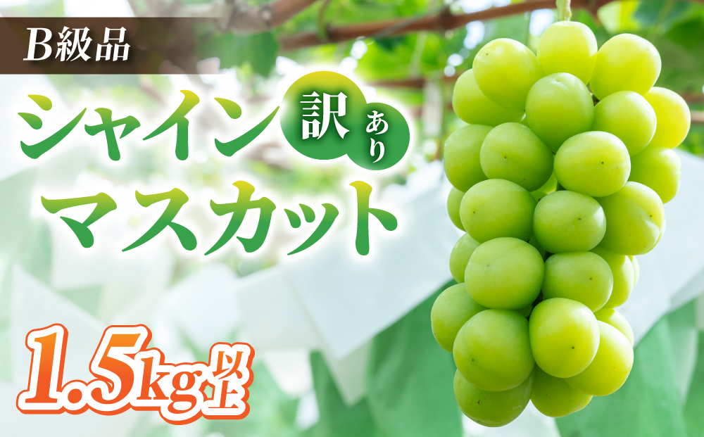 【先行受付2026年発送】訳アリシャインマスカット B級品　1.5kg以上｜あおさく農園　※2026年9月中旬以降発送予定｜農薬削減