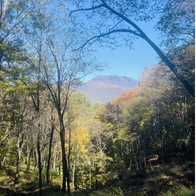 林業芸術社　2年乾燥薪(広葉樹約45cm /約5kg分/中割り〜)御代田町面替【1702571】