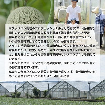 【令和6年度産先行受付】ミニセロリ　約4kg(5〜8株)【配送不可地域：離島】【1100505】