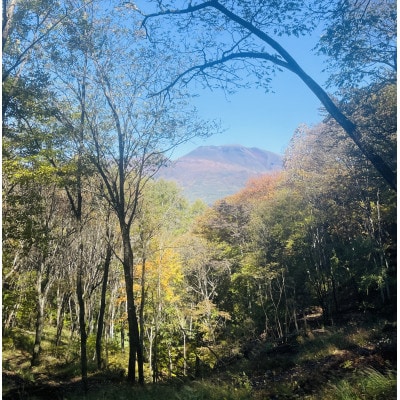 林業芸術社　2年乾燥薪(広葉樹約22cm /約10Kg分/中割り〜)御代田町面替【1702680】