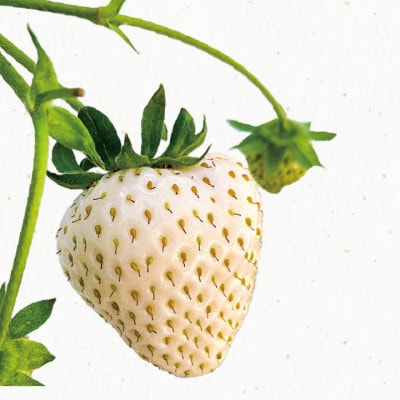 【先行受付】【冷蔵】軽井沢農園パティスリーから自慢の紅白いちごタルト　5号サイズ【配送不可地域：離島・北海道・沖縄県】【1615745】