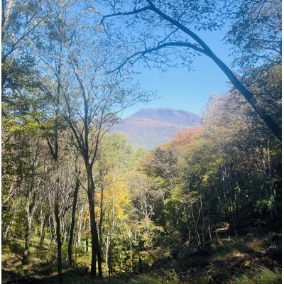 林業芸術社　2年乾燥薪(広葉樹約22cm /約5kg分/中割り〜)御代田町面替【1702678】