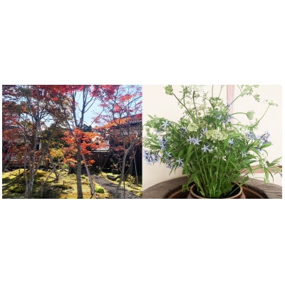 小田井宿　豊庵　食事券(お昼)【1675990】