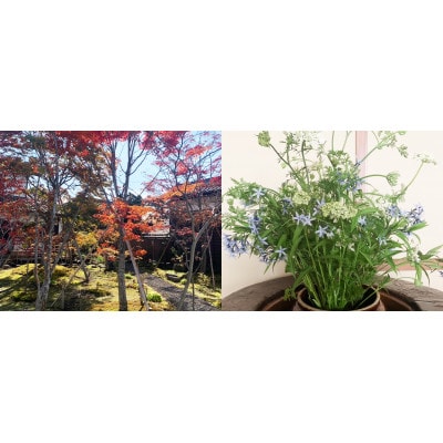 蟆冗伐莠募ョソ縲雎雁コオ縲鬟滉コ句虻(螟)縲1675992縲