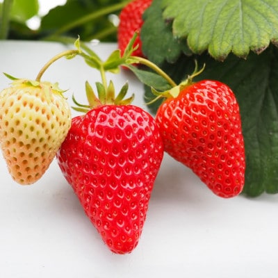 【先行受付】【冷蔵】軽井沢農園パティスリーから自慢の紅白いちごタルト　5号サイズ【配送不可地域：離島・北海道・沖縄県】【1615745】