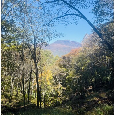 ææ¥èžè¡ç€Ÿ 也ç¥èª(åºèæš¹çŽ45cm /çŽ50kgå/äžå²ãã)ãè€æ°åå£ã§é
éãã4081578ã