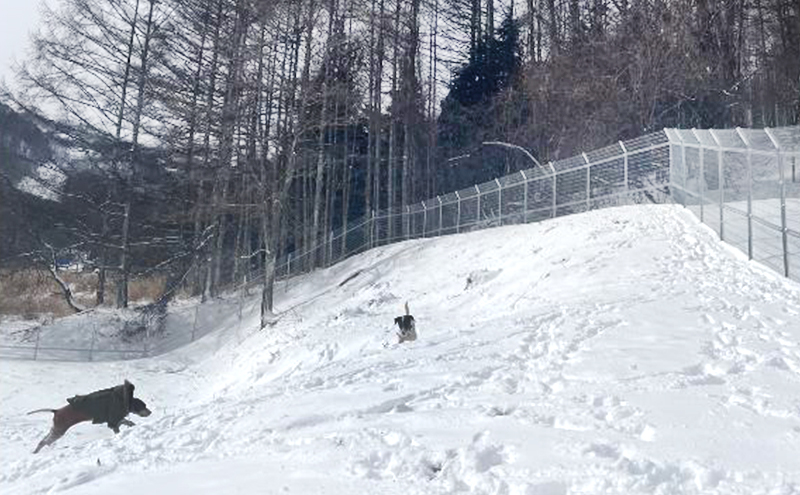 貸切ドッグラン利用券（1泊2日コース） チケット ペットと泊まる お出かけ 犬連れ 愛犬とお出かけ 完全貸切 大型犬 BBQ テント 愛犬と泊まれる 