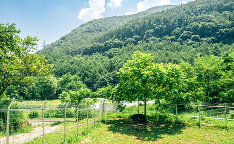 貸切ドッグラン利用券（1泊2日コース） チケット ペットと泊まる お出かけ 犬連れ 愛犬とお出かけ 完全貸切 大型犬 BBQ テント 愛犬と泊まれる 