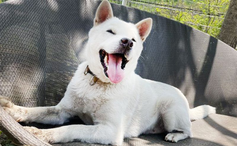 貸切ドッグラン利用券（12時間） チケット ペットとお出かけ お出かけ 犬連れ 愛犬とお出かけ 完全貸切 大型犬 BBQ テント 