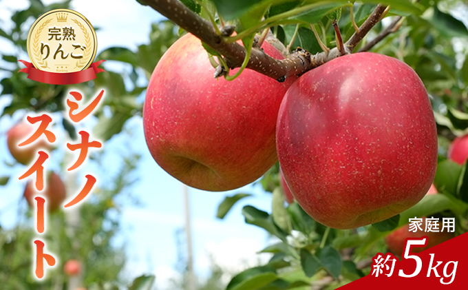先行予約 りんご シナノスイート 約5kg 2025年 令和7年発送 家庭用 完熟りんご 外観は不揃いだけど美味しいよ 林檎 リンゴ 傷 キズ 果物 くだもの フルーツ 旬の果物 旬のフルーツ 信州 長野 長野県