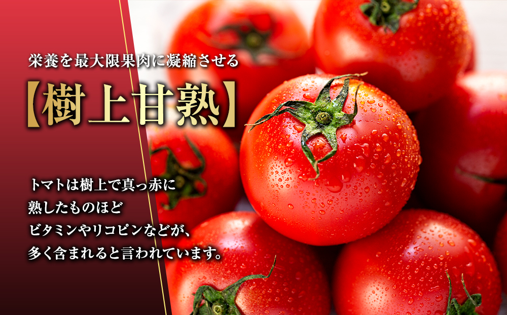 トマト フルーツトマトルージュフルーツトマト 2kg 糖度8度以上 産地直送 厳選 樹上甘熟 長野県産 野菜 甘い コク 酸味 爽やか ビタミン ミネラル 栄養 リコピン 抗酸化力 美容 健康