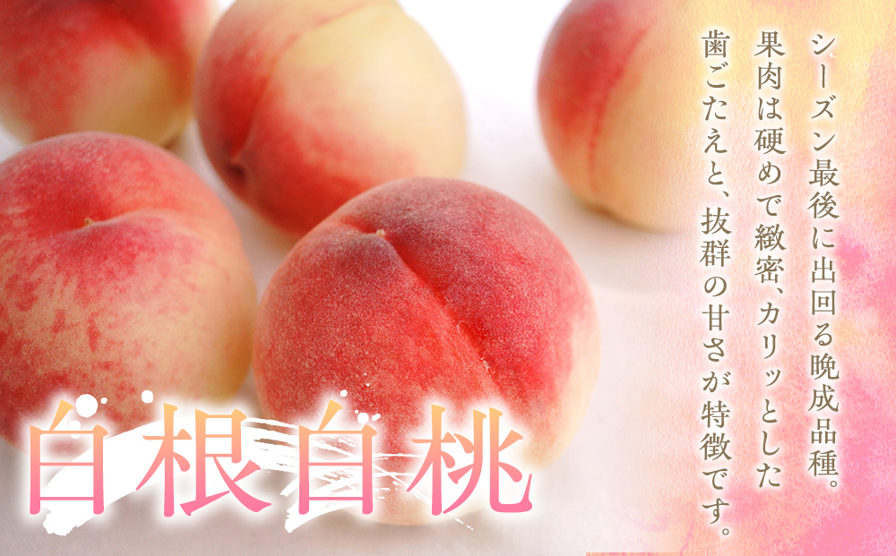 もも 3kg 11玉以上 信州のもも 桃 モモ 果物 くだもの フルーツ 旬の果物 旬のフルーツ 信州 あかつき 白桃 白根白桃 黄金桃 川中島白桃 信州 長野 長野県
