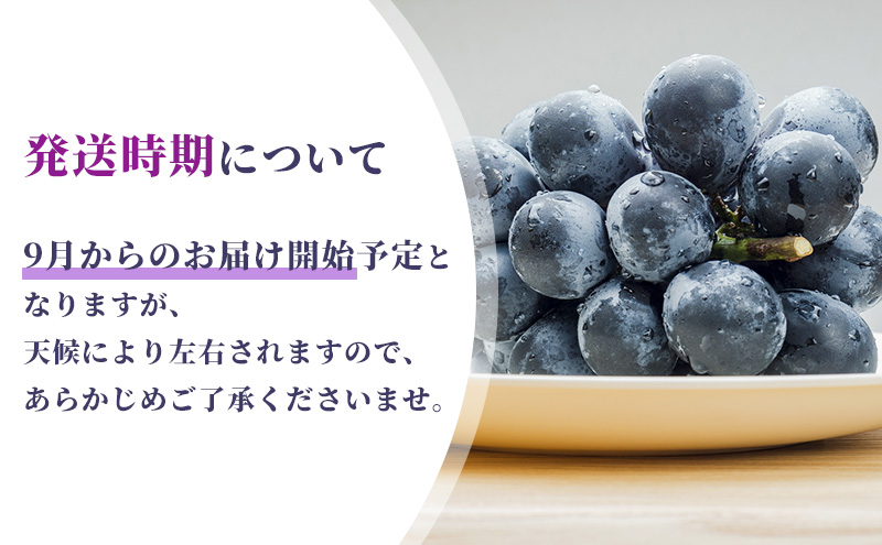 ぶどう ナガノパープル 2kg 葡萄 ブドウ 長野パープル 果物 くだもの フルーツ 旬の果物 旬のフルーツ 信州 長野 長野県