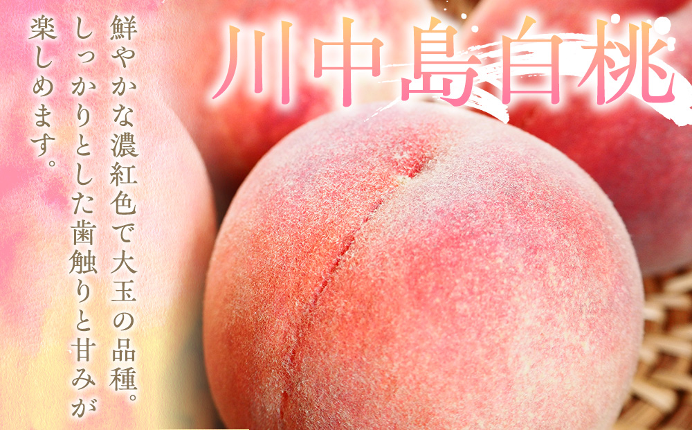 もも 3kg 11玉以上 信州のもも 桃 モモ 果物 くだもの フルーツ 旬の果物 旬のフルーツ 信州 あかつき 白桃 白根白桃 黄金桃 川中島白桃 信州 長野 長野県