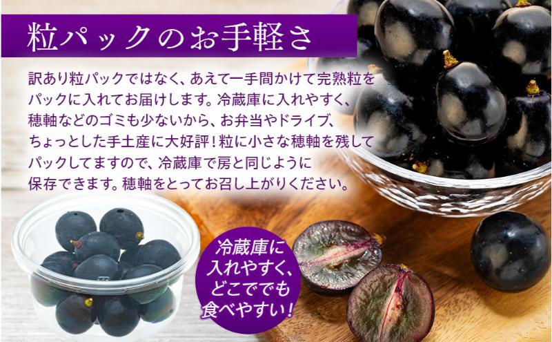 ぶどう ナガノパープル 粒パック 約1kg 皮ごと食べられる黒葡萄 葡萄 ぶどう ブドウ 長野 フルーツ 果物 信州産 長野県産 特産 産地直送 おすすめ デザート