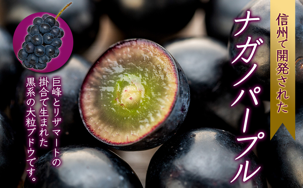 ぶどう ナガノパープル 2kg 3～5房 フルーツ 果物 旬の果物 旬のフルーツ 種なし 葡萄