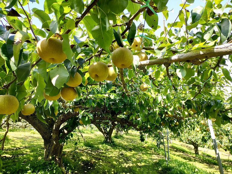 霎イ螳カ逶エ騾√第」ョ雜願セイ蝨偵ョ縺ェ縺暦シ亥ケク豌エシ臥エシ必g