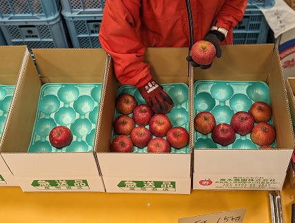 農家直送】富永農園のりんご【サンふじ】５㎏箱（１段詰め）