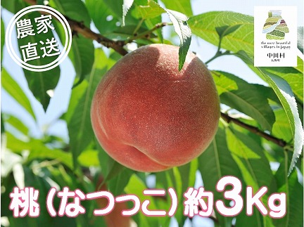 中川村の桃（なつっこ）約３Kg
