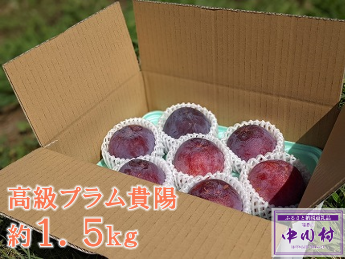 農家直送】中川村産高級プラム貴陽　約１．５Ｋｇ