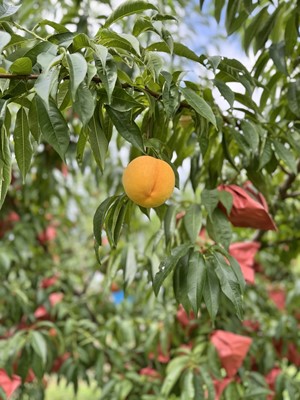担当者おすすめ「味覚の里なかがわ」の採れたてくだもの【農家直送】於利屋荒井農園の桃（つきあかり）約1.5Ｋｇ