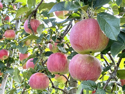中平りんご園のりんご（すわっこ約５Kg）