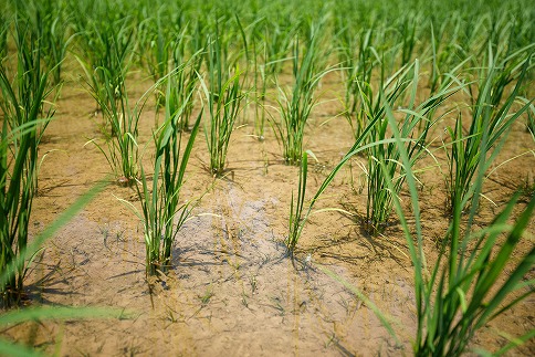 信州産コシヒカリ「富永農園の玄米」30㎏【R８年度産新米】