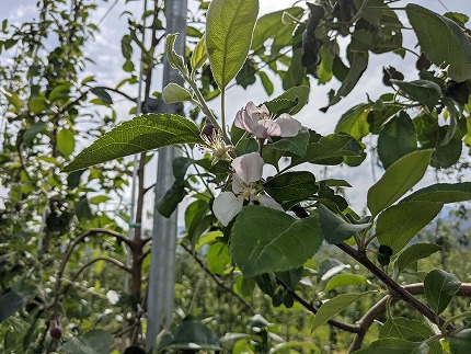 中平りんご園のりんご（すわっこ約５Kg）