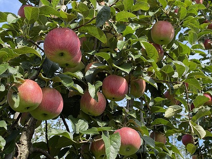 中平りんご園のりんご（すわっこ約５Kg）