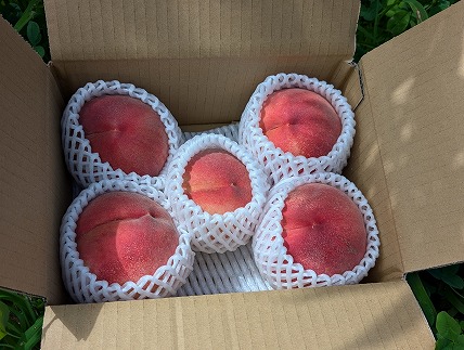 æŒå©å±èäºèŸ²åã®æ¡ïŒããã€ãïŒçŽ1.5ïœ