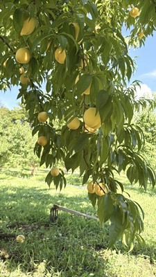 担当者おすすめ「味覚の里なかがわ」の採れたてくだもの【農家直送】於利屋荒井農園の桃（つきあかり）約1.5Ｋｇ