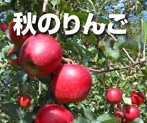 農家直送】富永農園の秋のりんご【訳あり】約１０Kg±