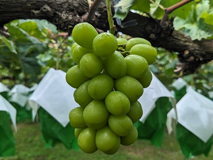 【農家直送】みなみ農園おすすめ　旬の果物セット