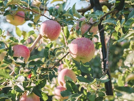 （令和６年度分）りんごの木のオーナー権【数量限定】