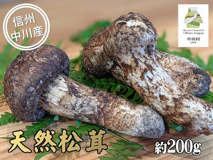 中川村の秋の味覚　松茸　約200g