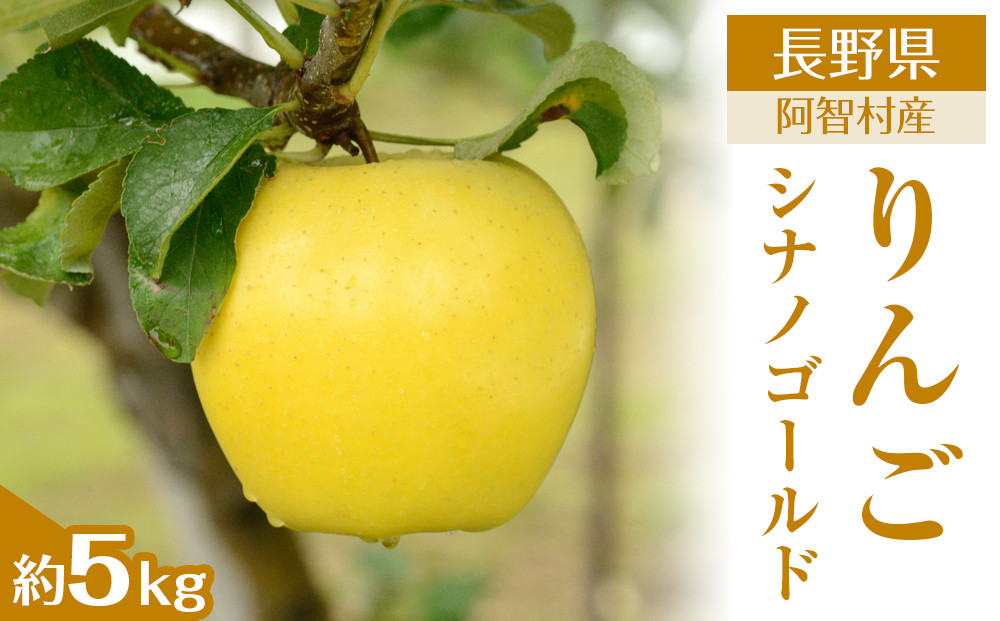 【先行予約】＜令和8年11月上旬〜順次発送＞南信州阿智村　りんご（シナノゴールド）約5kg｜  果物 フルーツ 林檎 リンゴ 信州 長野