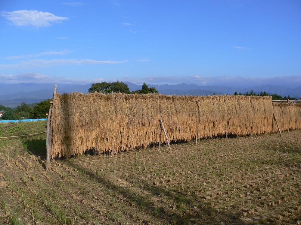 南信州 阿智村 米 令和7年産コシヒカリ 10kg  | コメ お米 令和7年 白米 精米 長野 南信州 ふるさと納税 コシヒカリ 阿智村 人気 おすすめ 送料無料 お取り寄せ ふるさと納税 米 ふるさと 長野